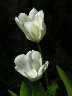 white_tulips_by_riviera2008